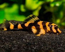 Butterfly Pleco (Dekeyseria picta)