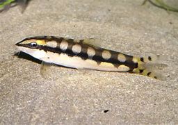 Chain Loach (Ambastaia sidthimunki)
