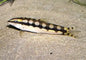 Chain Loach (Ambastaia sidthimunki)