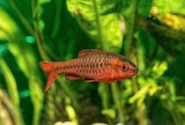 Cherry Barb (Puntius titteya)