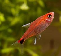 Cherry Red Tetras (Axelrodia riesei)