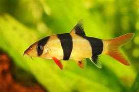 Clown Loach (Chromobotia macracanthus)