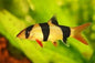Clown Loach (Chromobotia macracanthus)