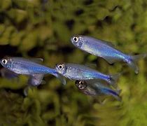 Cochu Blue Tetras (Boehlkea fredcochui)