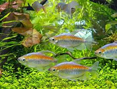 Congo Tetras (Phenacogrammus interruptus)