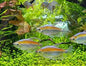 Congo Tetras (Phenacogrammus interruptus)