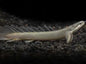 Cuvier Bichir (Polypterus senegalus)