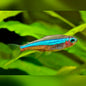 Green Neon Tetra