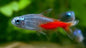 Diamond Head Neon Tetras (Paracheirodon innesi var.)