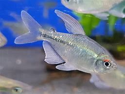 Diamond Tetras (Moenkhausia pittieri)