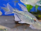 Diamond Tetras (Moenkhausia pittieri)
