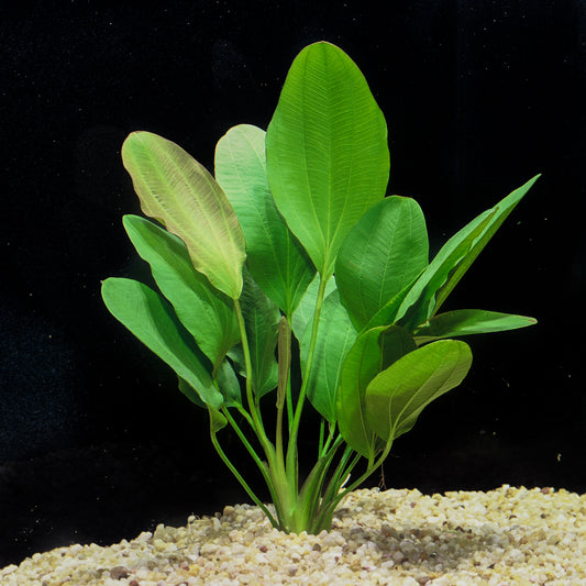 Echinodorus Osiris