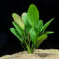 Echinodorus Osiris