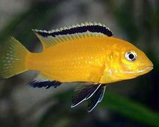 Electric Yellow Cichlid (Labidochromis caeruleus)