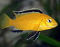 Electric Yellow Cichlid (Labidochromis caeruleus)