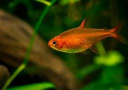 Ember Tetras (Hyphessobrycon amandae)