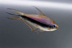 Emperor Tetras (Nematobrycon palmeri)