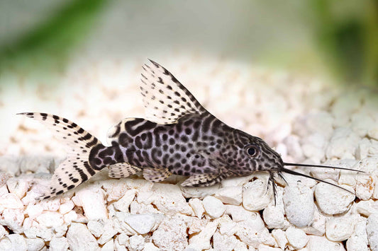 Featherfin Catfish (Synodontis eupterus)