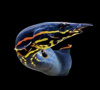 Fire Eel (Mastacembelus erythrotaenia)