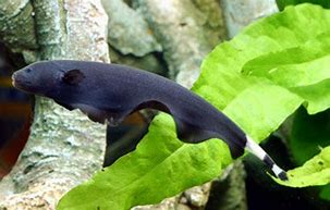 Black Ghost Knife Fish (Apteronotus albifrons)