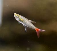 Glass Bloodfin Tetras (Prionobrama filigera)