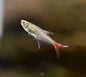 Glass Bloodfin Tetras (Prionobrama filigera)