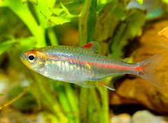 Glowlight Tetras (Hemigrammus erythrozonus)