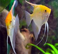 Gold Angelfish (Pterophyllum scalare var.)