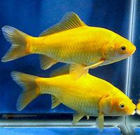 Gold Comet Goldfish (Carassius auratus)