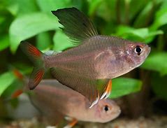 Gold Flame Tetras (Hyphessobrycon rosaceus)