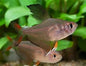 Gold Flame Tetras (Hyphessobrycon rosaceus)