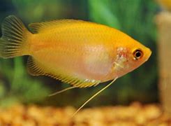 Gold Honey Gourami (Trichogaster chuna)