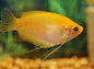 Gold Honey Gourami (Trichogaster chuna)