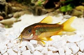 Gold Laser Cory (Corydoras sp. "gold laser")