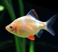 Gold Tiger Barb (Puntius tetrazona var. gold)