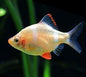 Gold Tiger Barb (Puntius tetrazona var. gold)