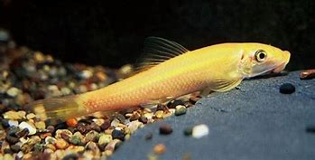 Golden Algae Eater (Gyrinocheilus aymonieri)