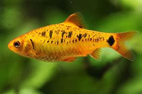 Golden Barb (Barbodes semifasciolatus)