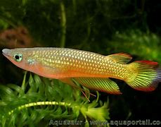 Golden Panchax (Aplocheilus lineatus)