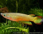 Golden Panchax (Aplocheilus lineatus)