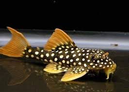 Goldie Sunshine Pleco (L14)