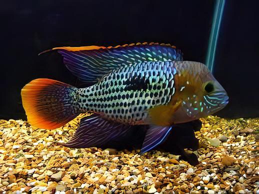Gold Saum/ Green Terror Cichlid (Andinoacara rivulatus)