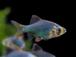 Green Tiger Barb (Puntius tetrazona var. green)