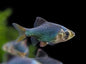 Green Tiger Barb (Puntius tetrazona var. green)
