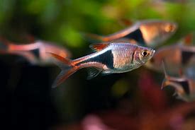 Harlequin Rasbora (Trigonostigma heteromorpha)