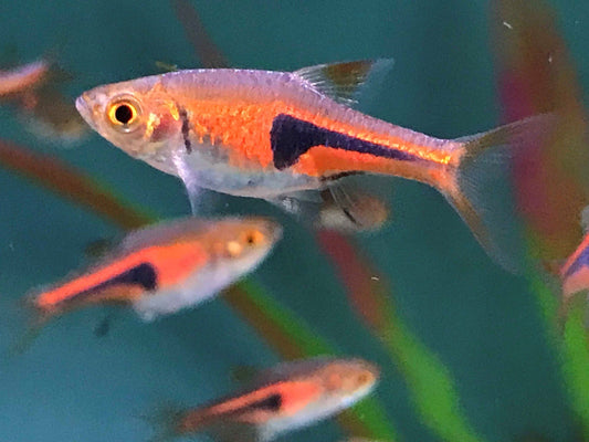 Copper Rasbora (Rasbora hetropoda)