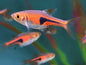 Copper Rasbora (Rasbora hetropoda)