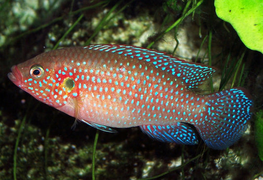 Jewel Cichlid (Hemichromis bimaculatus)