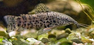 Hoplo Catfish (Hoplosternum thoracatum)