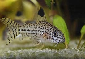 Julii Cory (Corydoras julii)